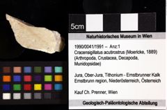 Foto (Objket + Etiketten) von Cracensigillatus acutirostrus (Moericke, 1889) 